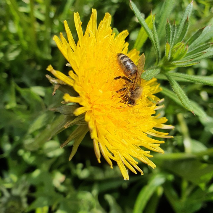 bee