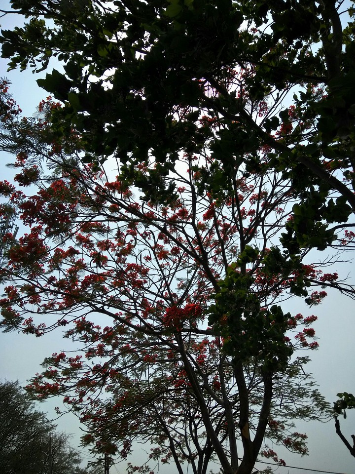 beautiful tree