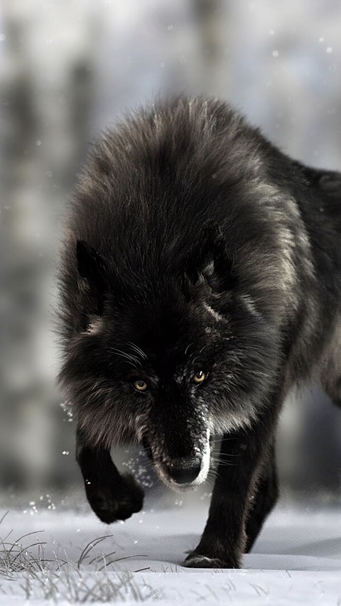 mammal, fur wallpapers
