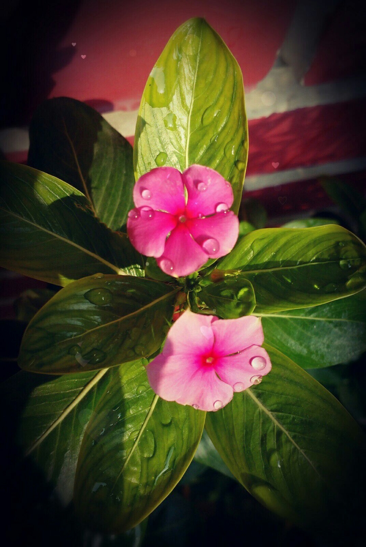 drops
