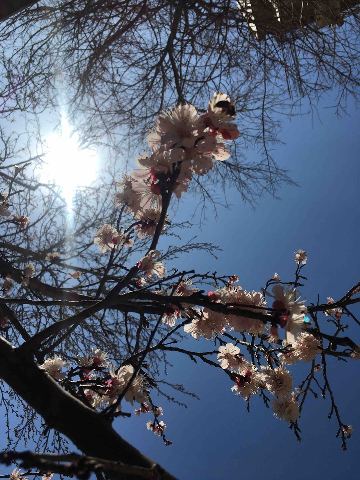 spring