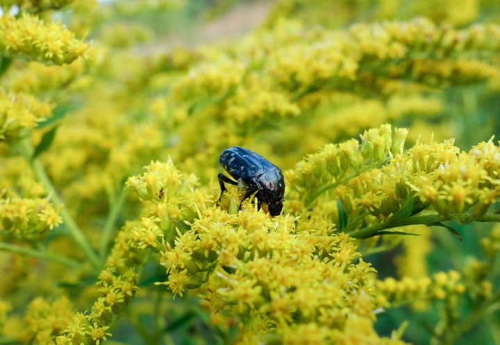 beetle on flower
