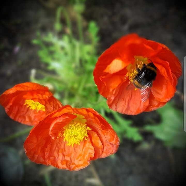 poppy