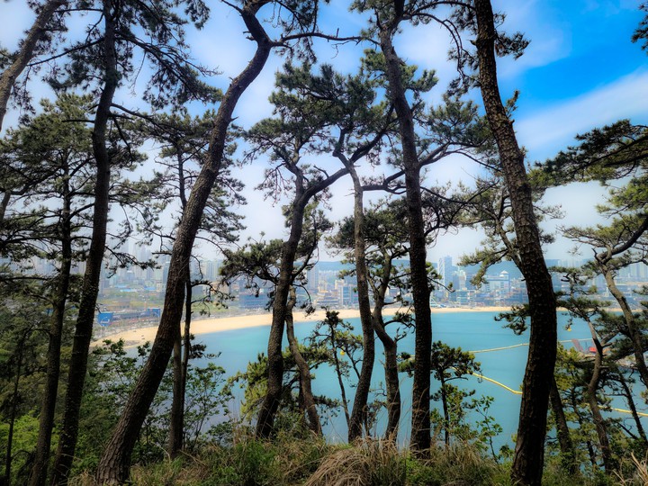 해송림과 해수욕장