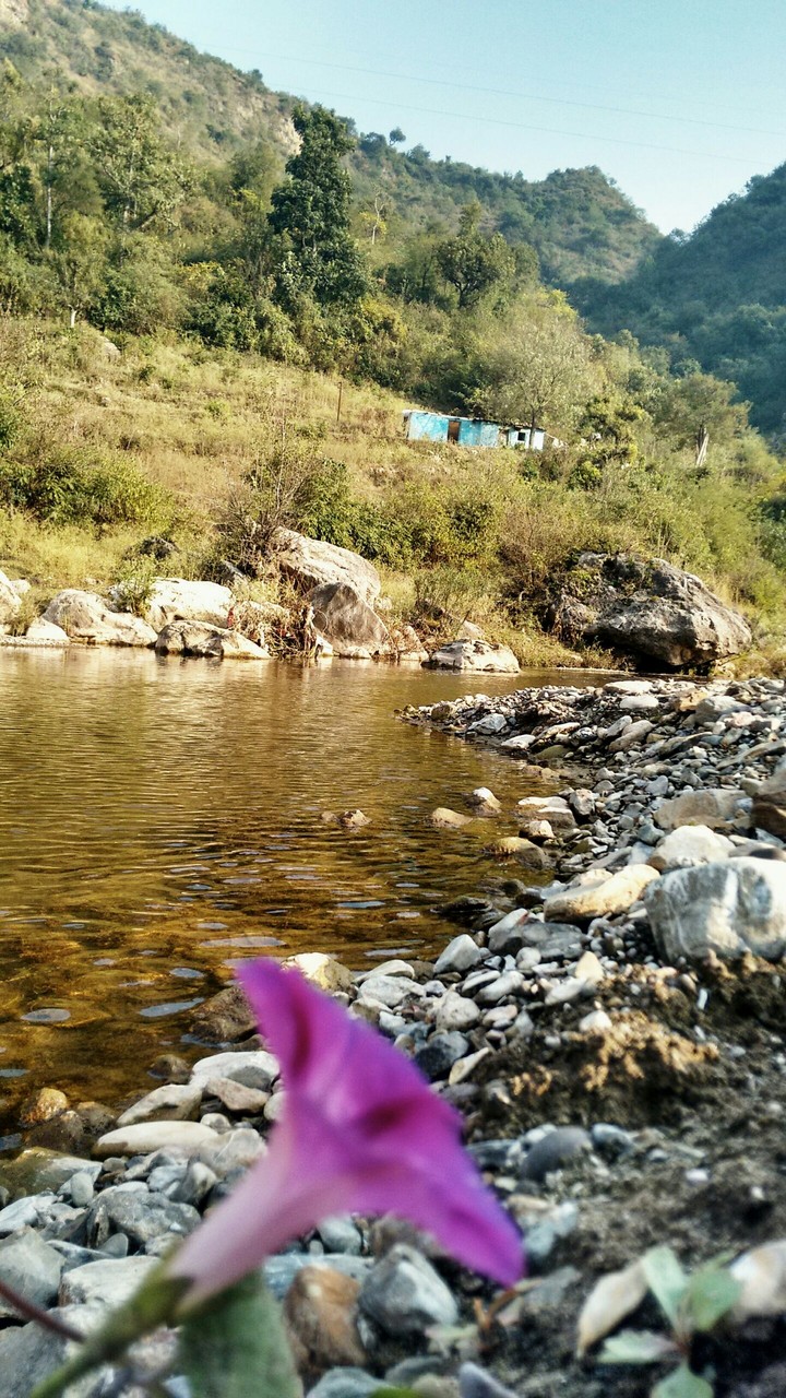 The only flower by the river...