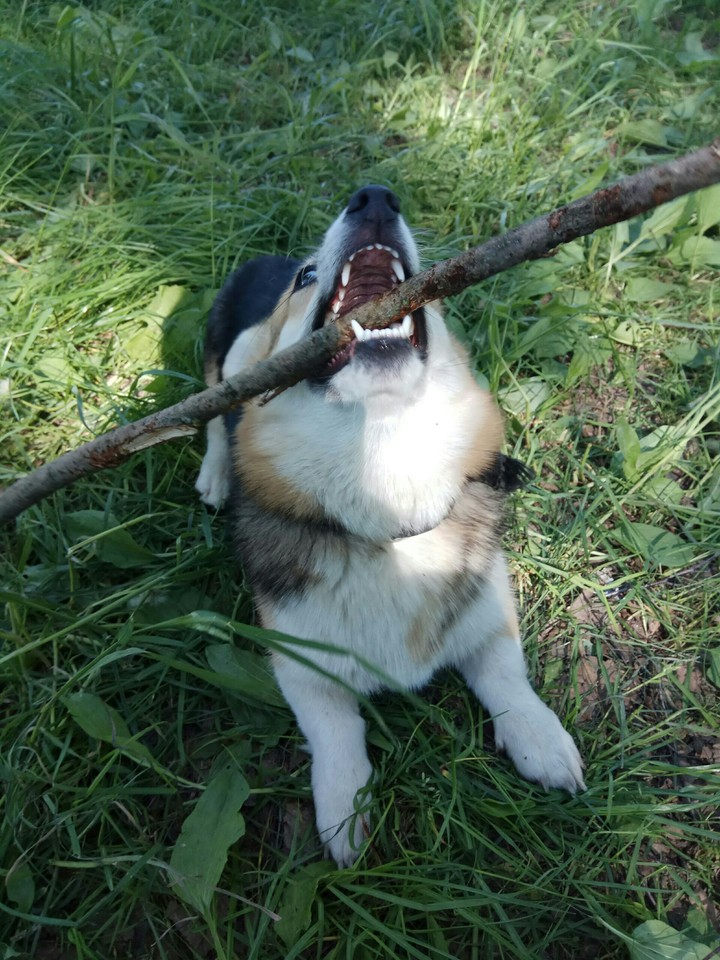 dog