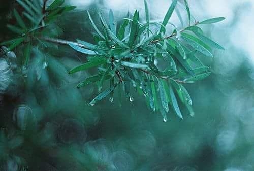 leaves