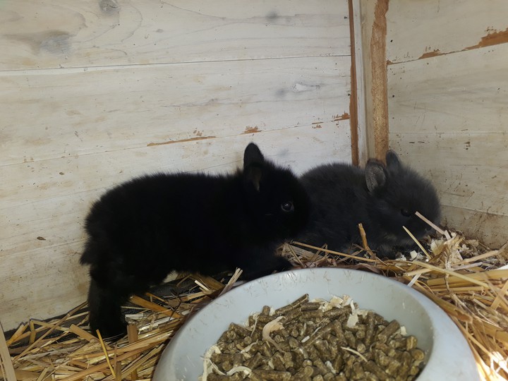 baby rabbits