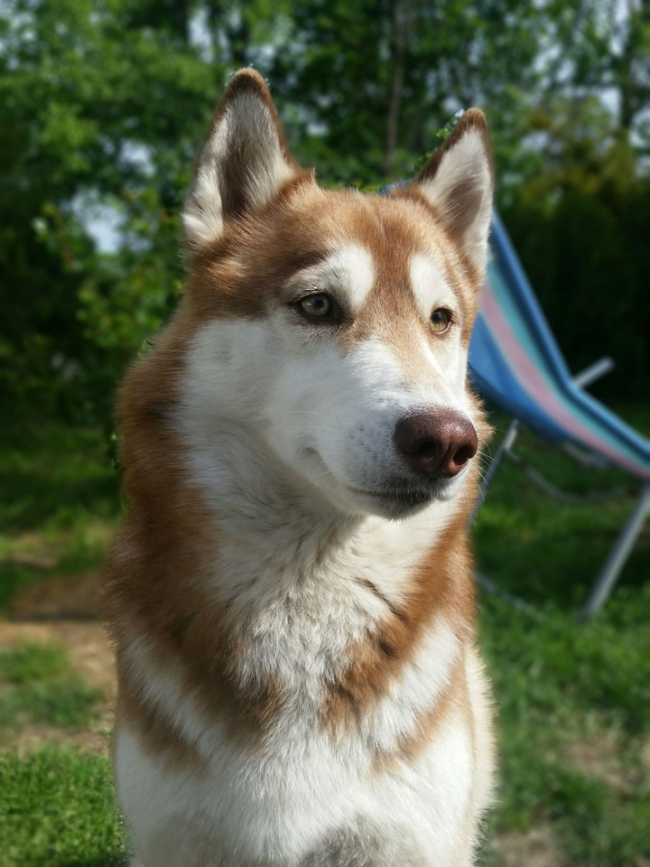 Una the husky