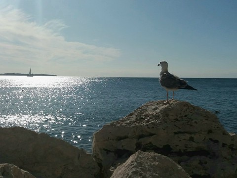 seagull