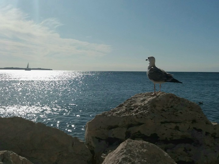 seagull