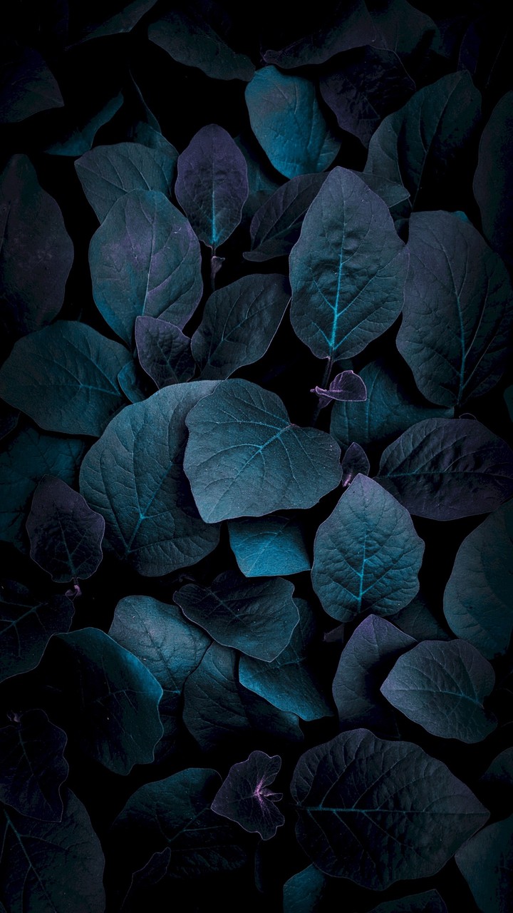 DARK LEAVES