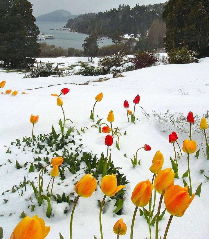 Flower and snow
