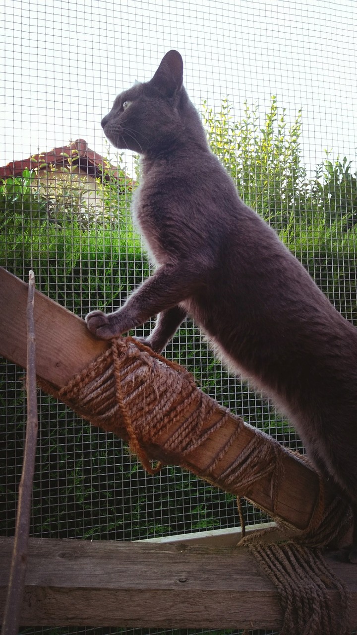 Petit fauve