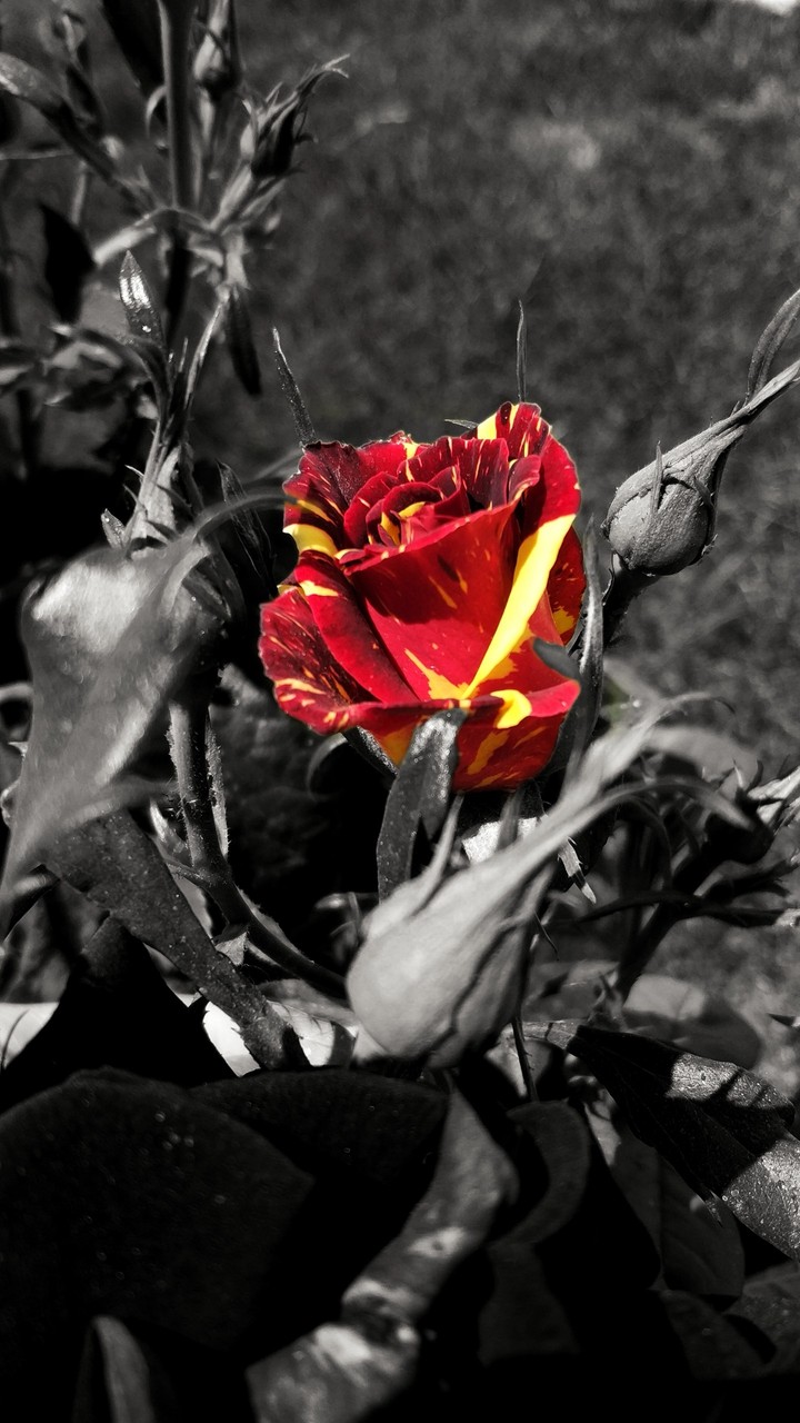 Red and Yellow rose