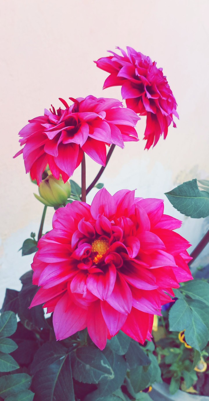 flowera
