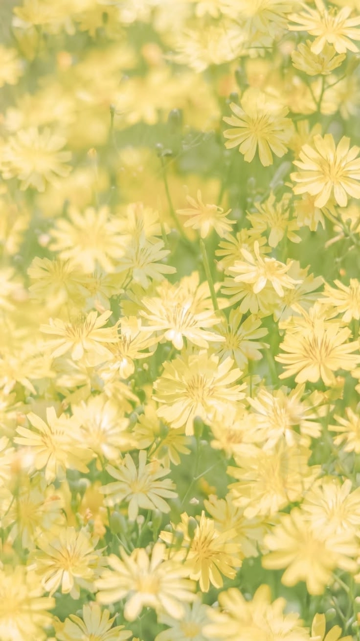 Yellow, Pollen Hintergrundbilder