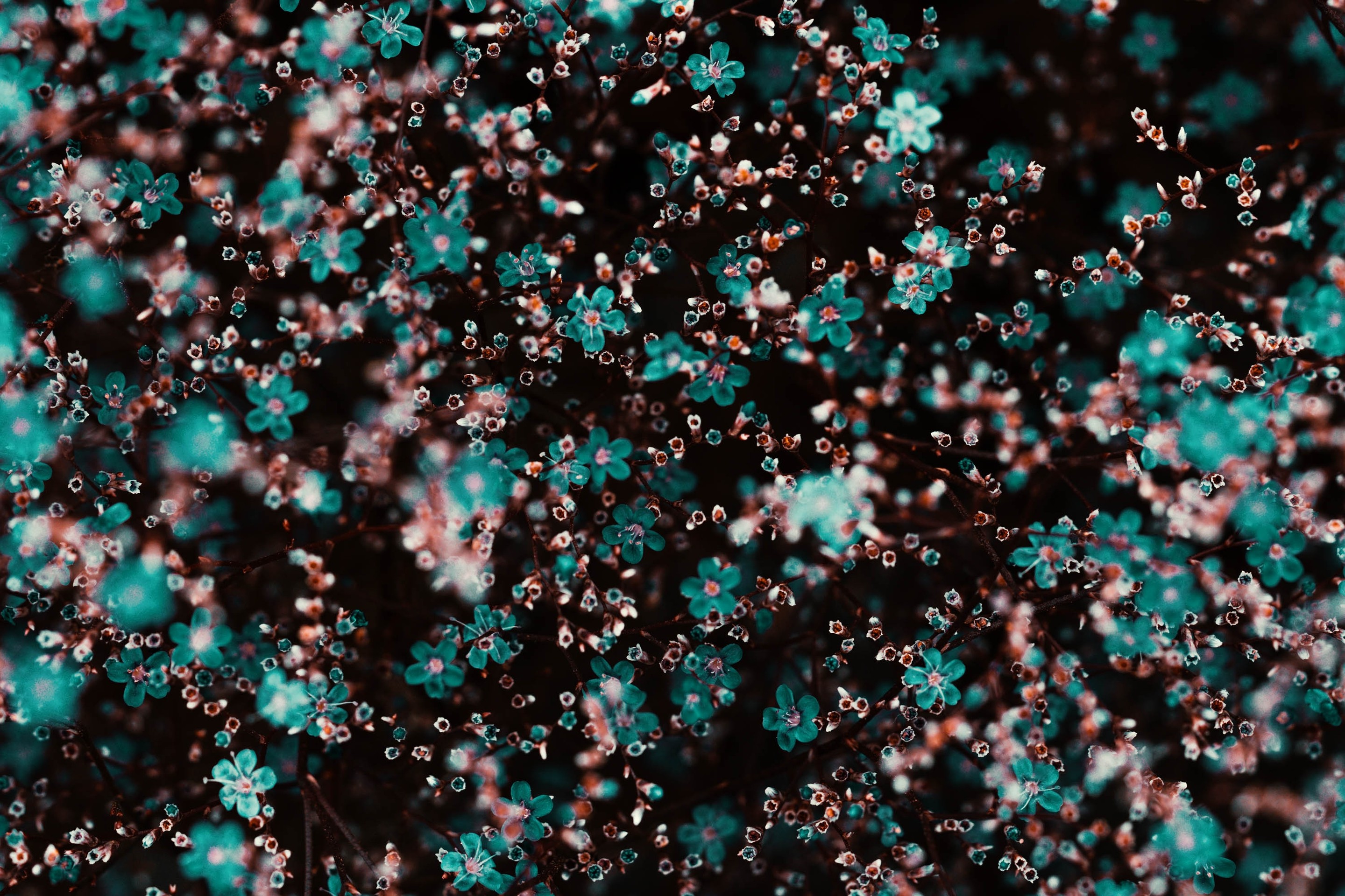 Tiny flower like organism under the sea