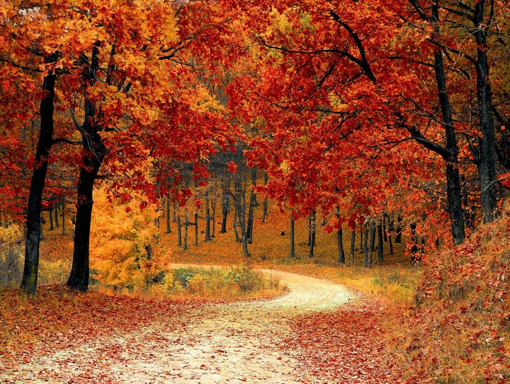 Red leaf trees near the road