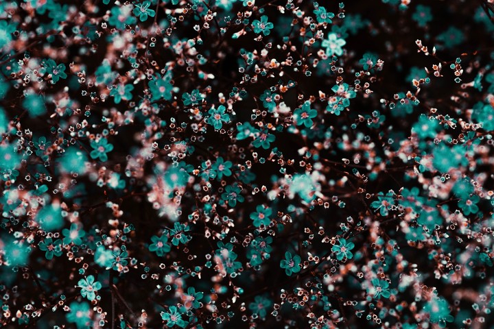 Tiny flower like organism under the sea