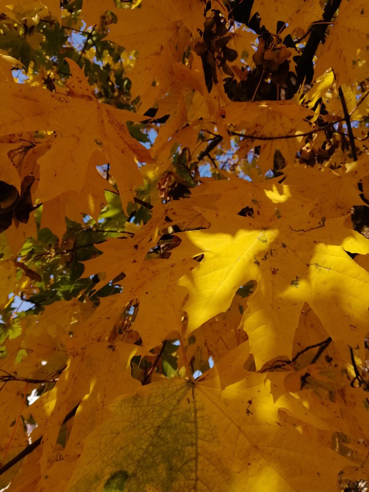 autumn leaves