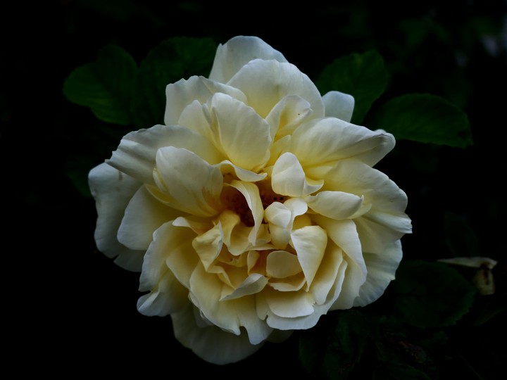 Rose, Blume, Pflanzen