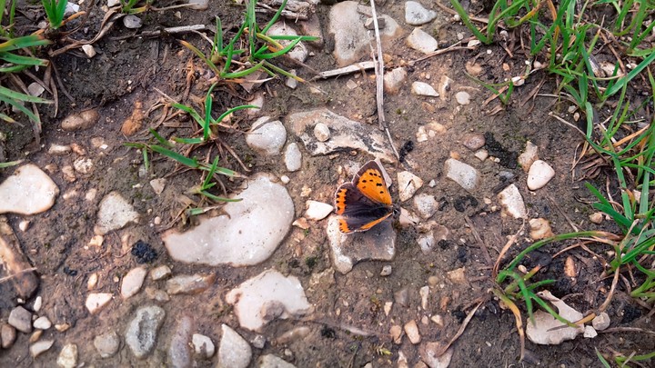 butterfly on the ground