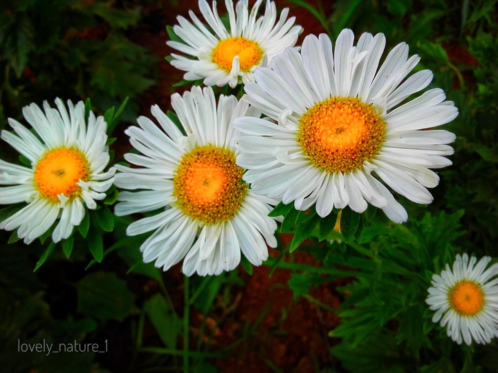 White Flowers