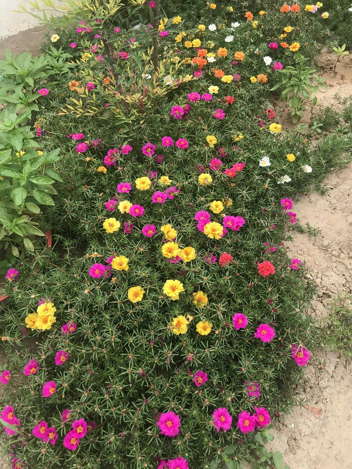 花