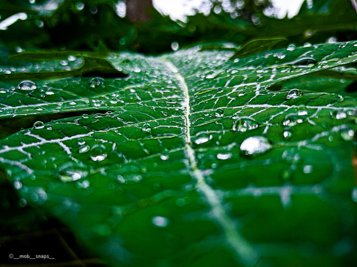 Green leaves