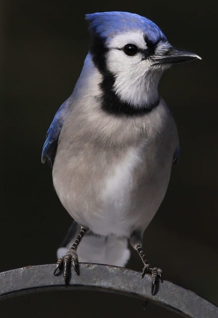 .