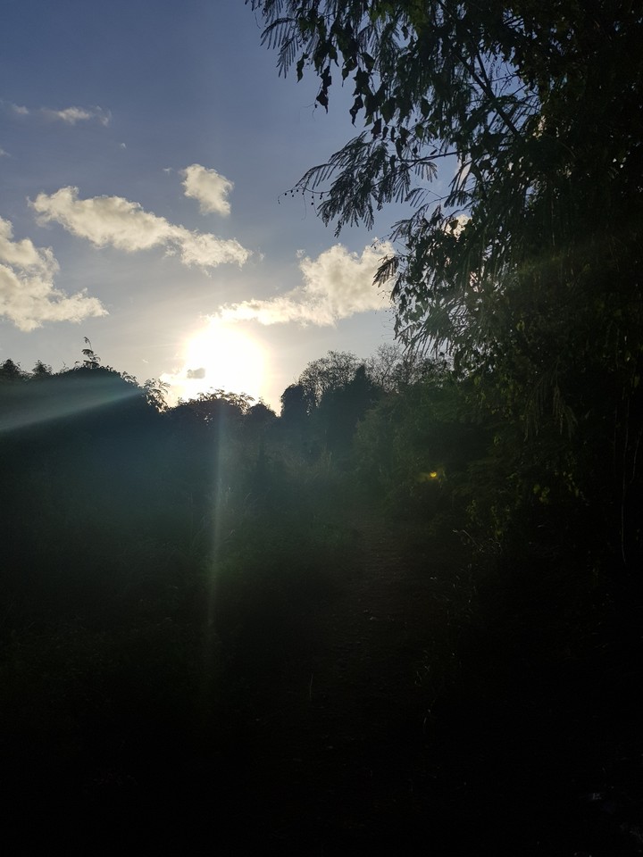 sunlight