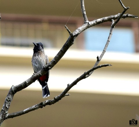Bulbul bird