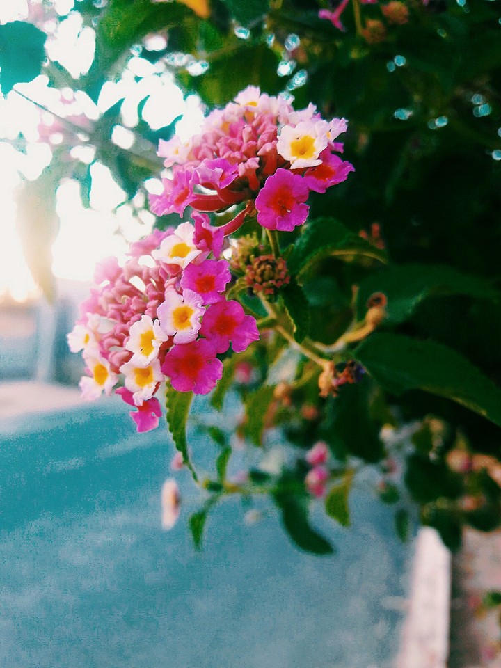 Flowers