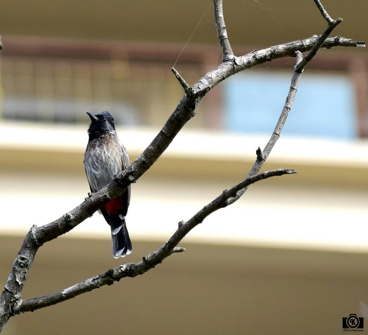Bulbul bird