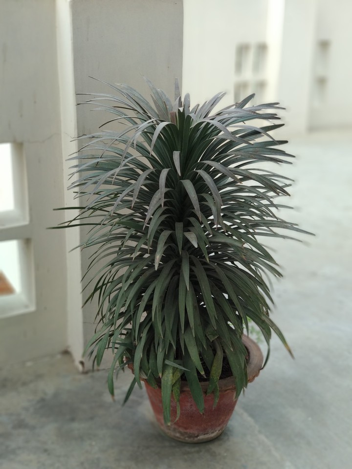 beautiful plant