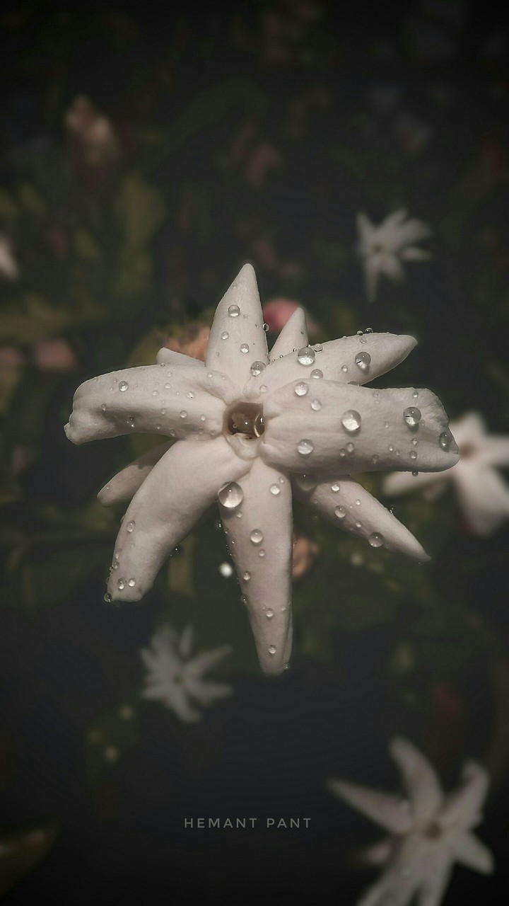 Dew on Flower