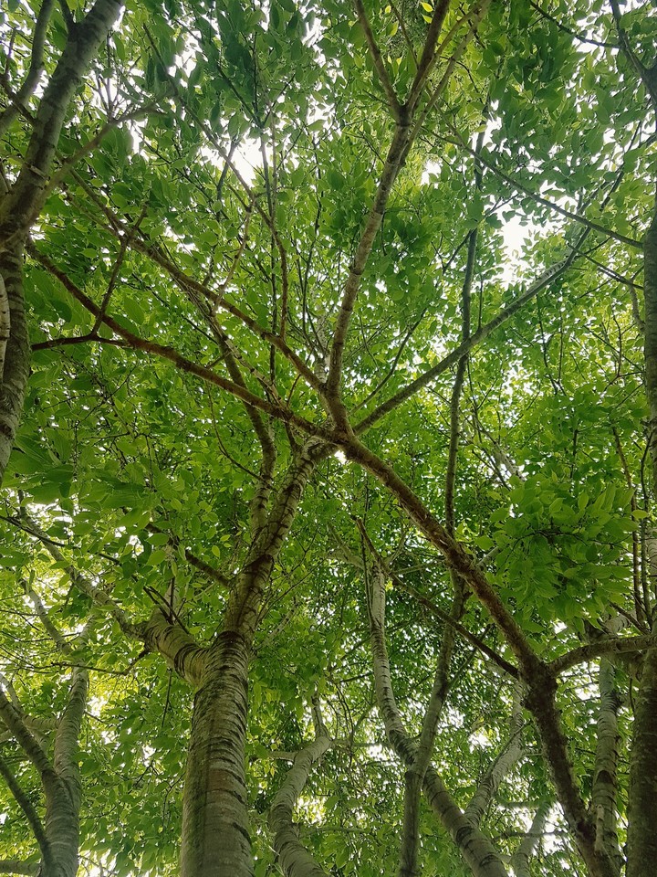 árbol