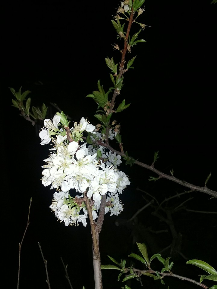 شکوفه آلو