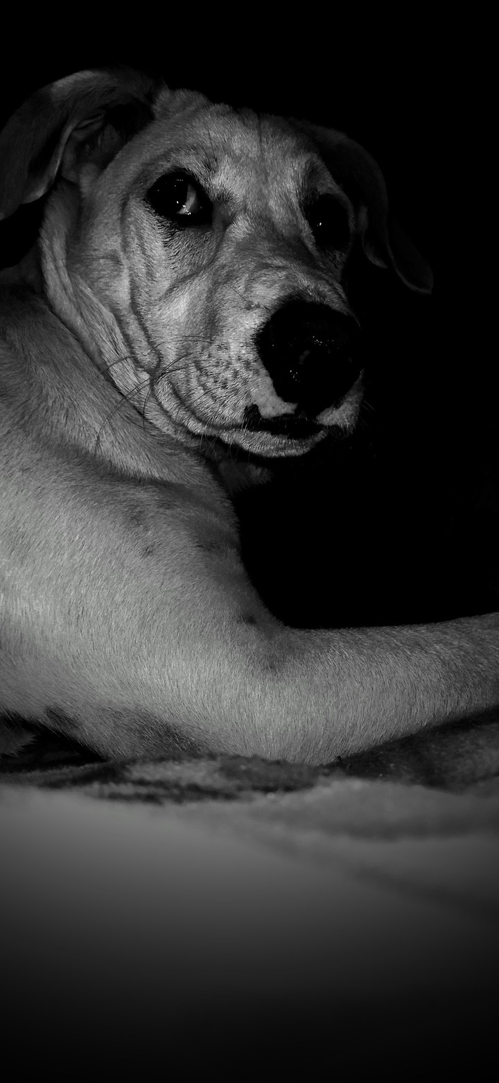 good dog