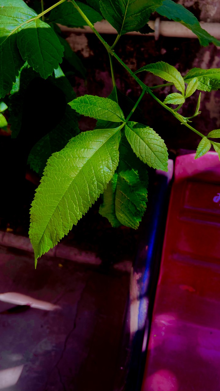 Leaf