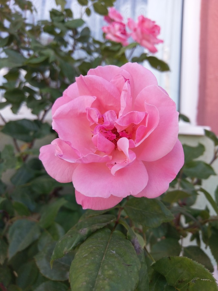 Gül pembe
