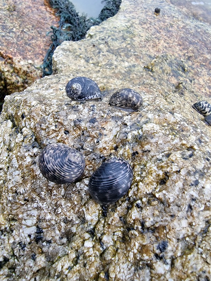 HAMKAH snail