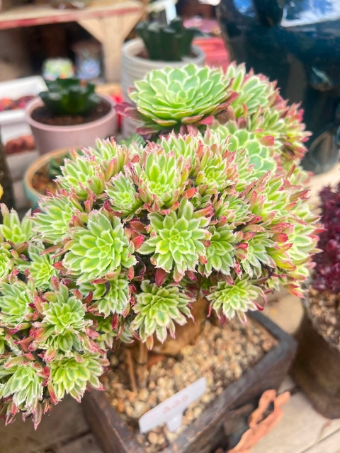 hình nền geraniums, stonecrops