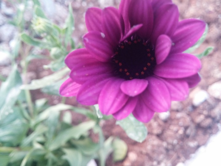 Purple flower
