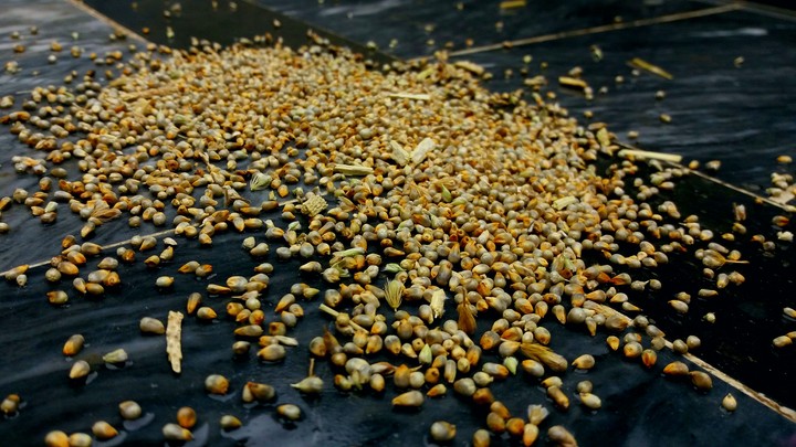 bird food