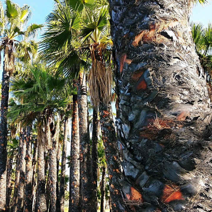 Palm