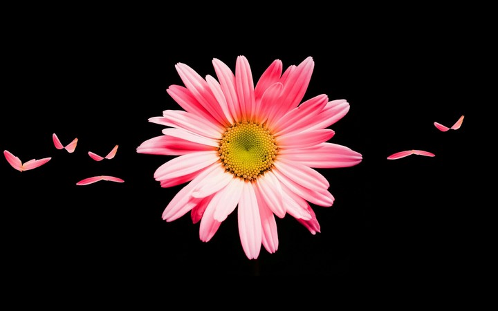 Pink Daisy in the dark