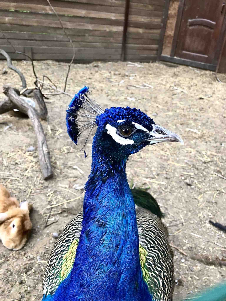peacock