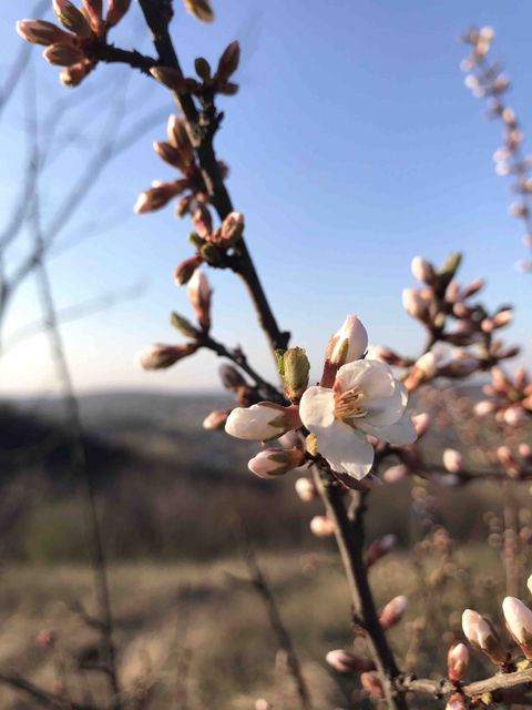 spring